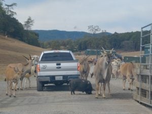 Entrance to Virginia Safari Park