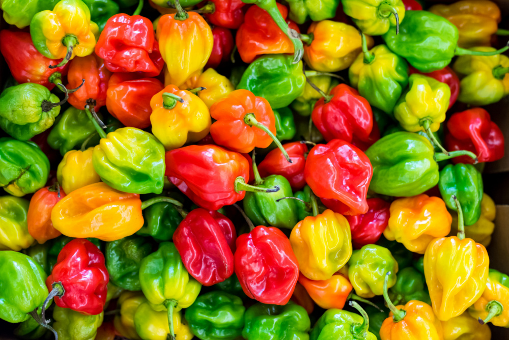 A variety of habanero peppers with different colors